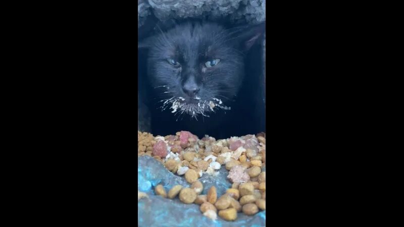 Замерзший кот твикс. Вода с котами леденев купить.