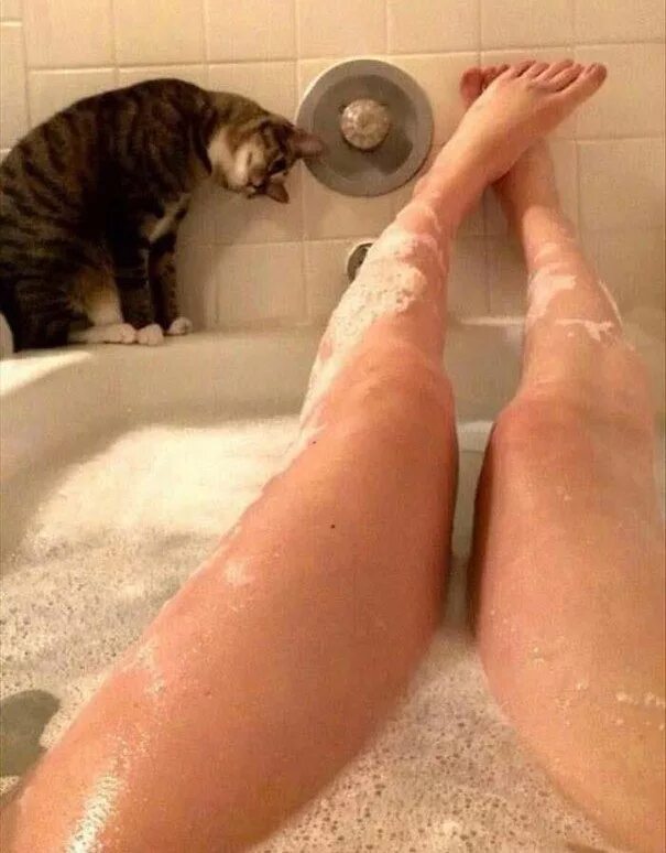 Фото в душе мем Pin by Christiana Divona on So Faanie Cats, Wet cat, Funny cat pictures