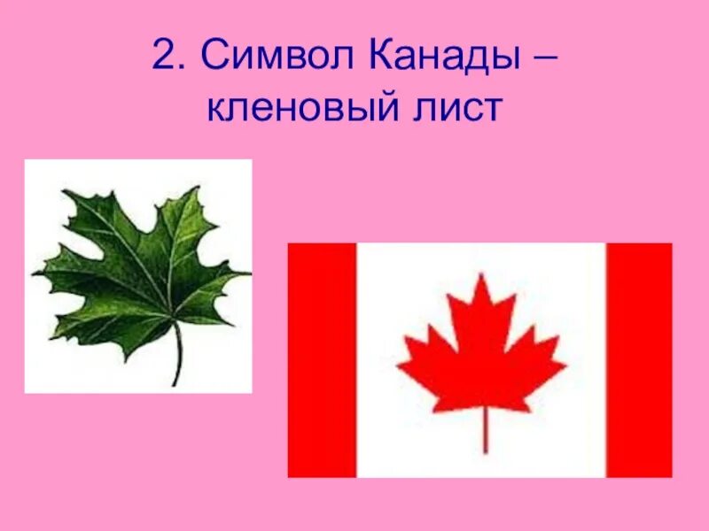 Растение символ страны. Кленовый лист на флаге Канады. Символ Канады кленовый лист. Кленовый лист Канада символ флаг. Канадский клён лист символика.