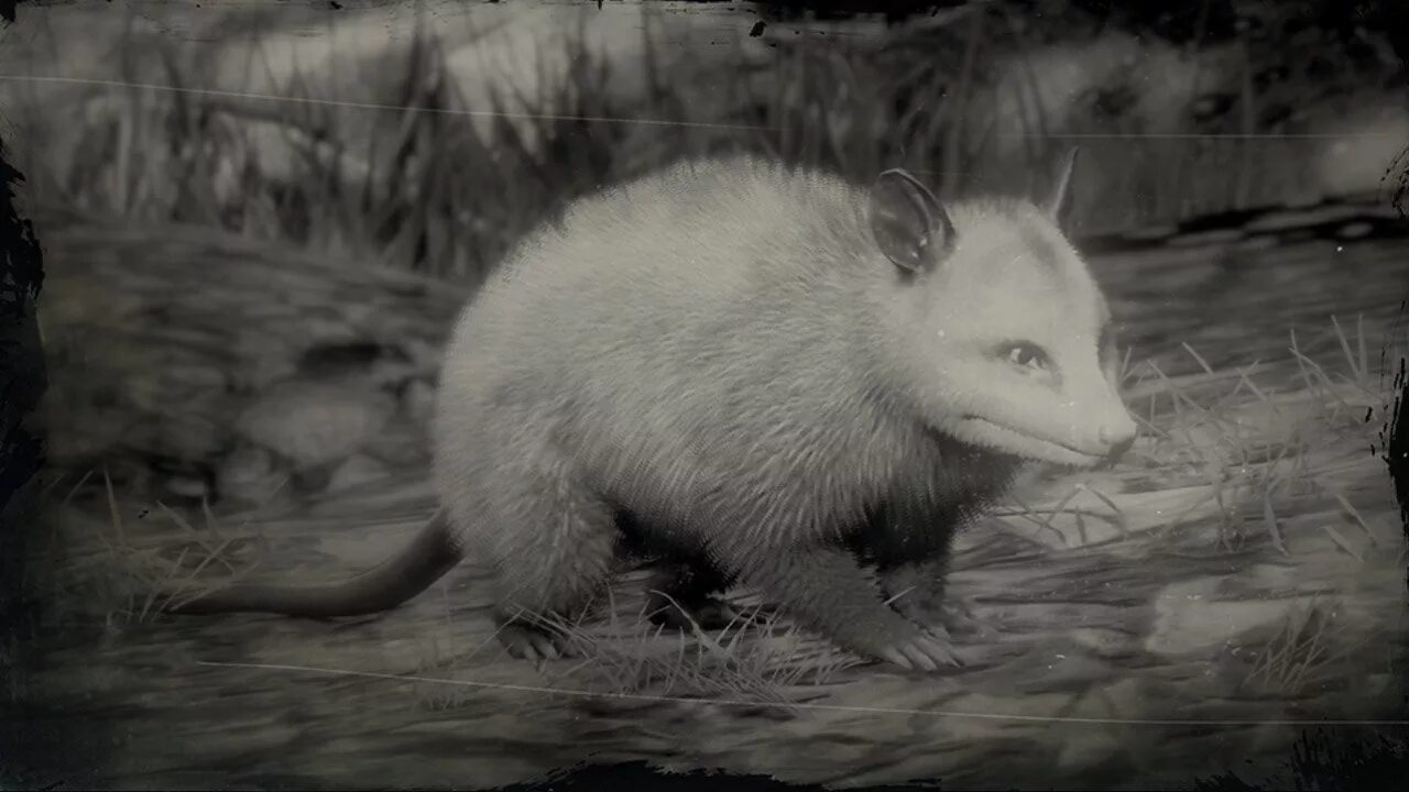 Локация животных