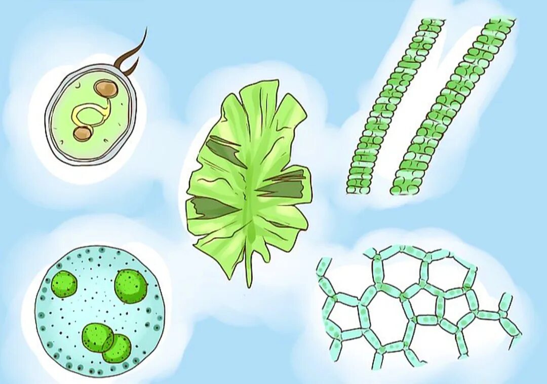 Зеленые водоросли формы. Водоросли. Простые водоросли. Разновидности водорослей. Водоросли рисунок.