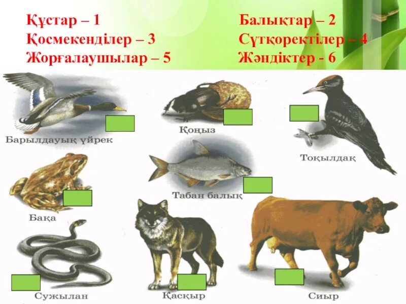 Құстар мен жәндіктер. Қосмекенділер. Космекендилерге не жатады. Балықтар кемиирчектуу классы. Балықтар кемирчектуу классы.