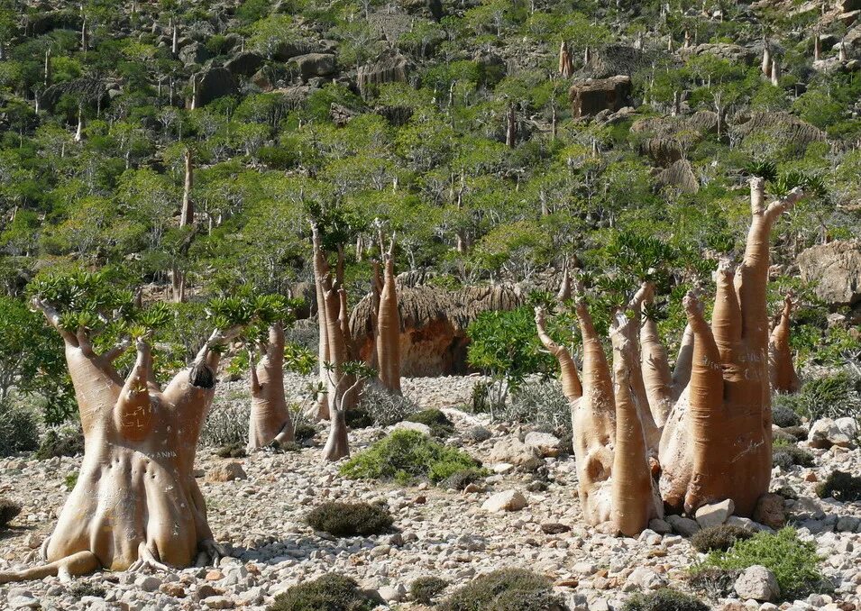 солнечное дерево сокотра. сокотра йемен. драцена сокотра. остров сокотра йемен. сокотра остров.
