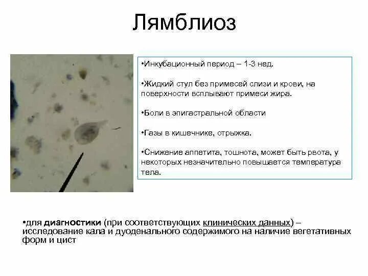 Примеси в мокроте. Лямблиоз инкубационный период. Лямблиоз у детей инкубационный период.