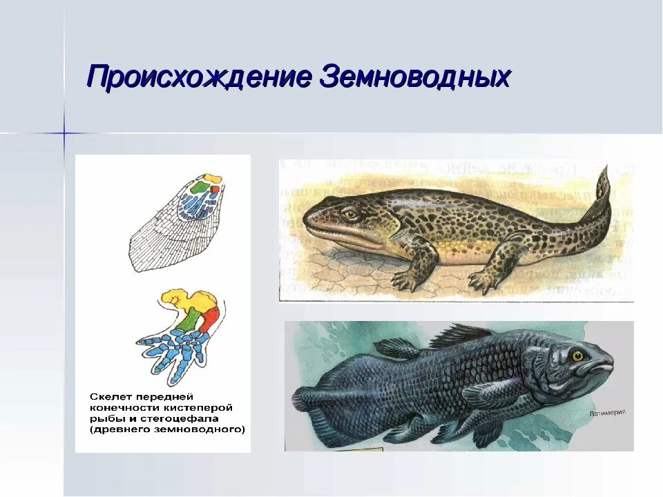В каких средах обитают амфибии