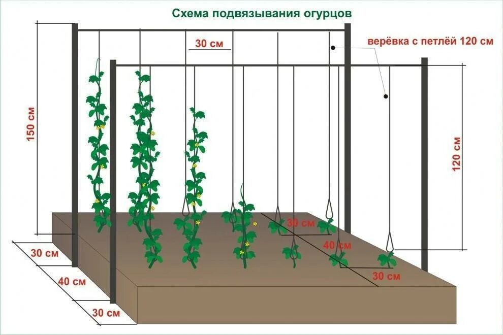 Какие огурцы надо сажать. Подвязать огурцы в теплице схема. правильная подвязка огурцов в открытом грунте. огурцы на шпалере в открытом грунте схема посадки. высота шпалеры для огурцов в теплице.