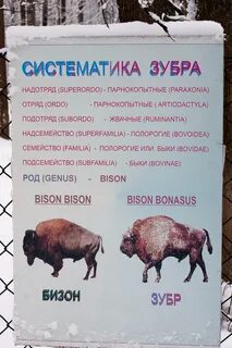 Зубр размеры