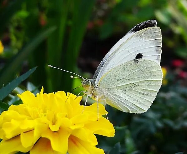 File:CSIRO ScienceImage 389 Cabbage White Butterfly Pieridae Family.jpg - Wikime