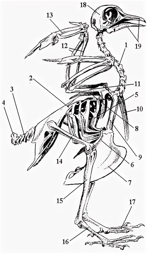 Скелет птицы сизого голубя. Скелет голубя биология 7 класс. Скелет голубя с подписями. Строение скелета голубя