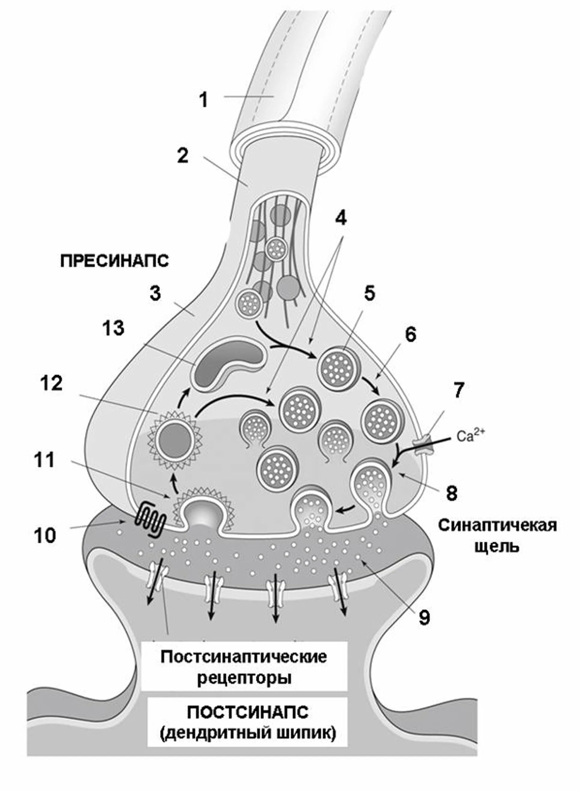Синаптические пузырьки. Строение химического синапса. Межнейрональный синапс схема. Схема строения синапса. Структура химического синапса.