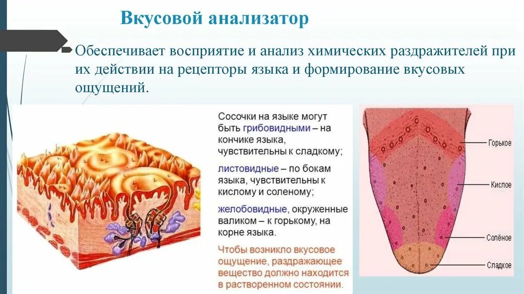 Строение периферического отдела вкусового анализатора. Вкусовой анализатор анализатор строение и функции. Функция проводникового отдела вкусового анализатора. Строение рецепторов вкусового анализатора.