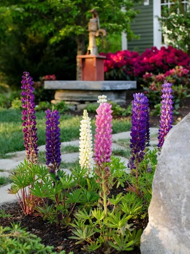Amazon.com: Delphinium Seeds