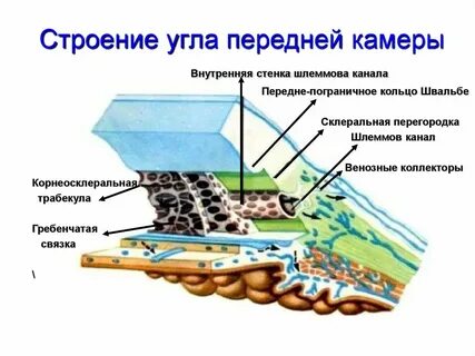 Строение передней