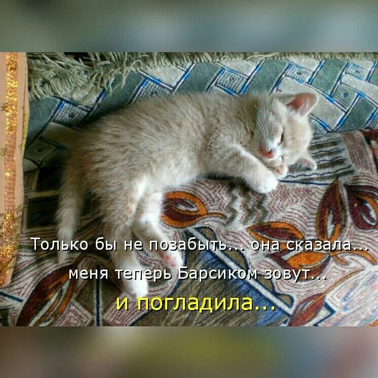 Барсик пошел. Котик бежит на работу. Барсик пошел. Старая идиотка. Барсик пошел.