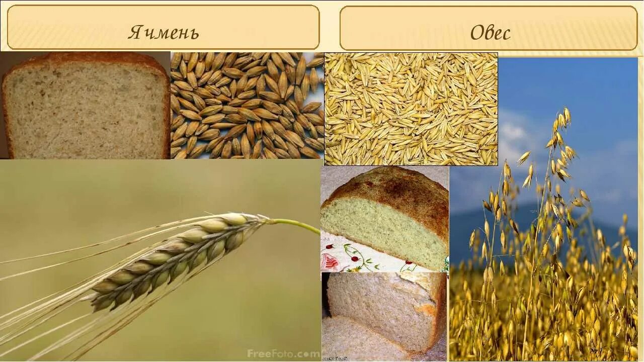 Ячмень и овес злаковая культура. Зерна пшеницы и ржи. Зерновые культуры для детей. Рожь и пшеница.