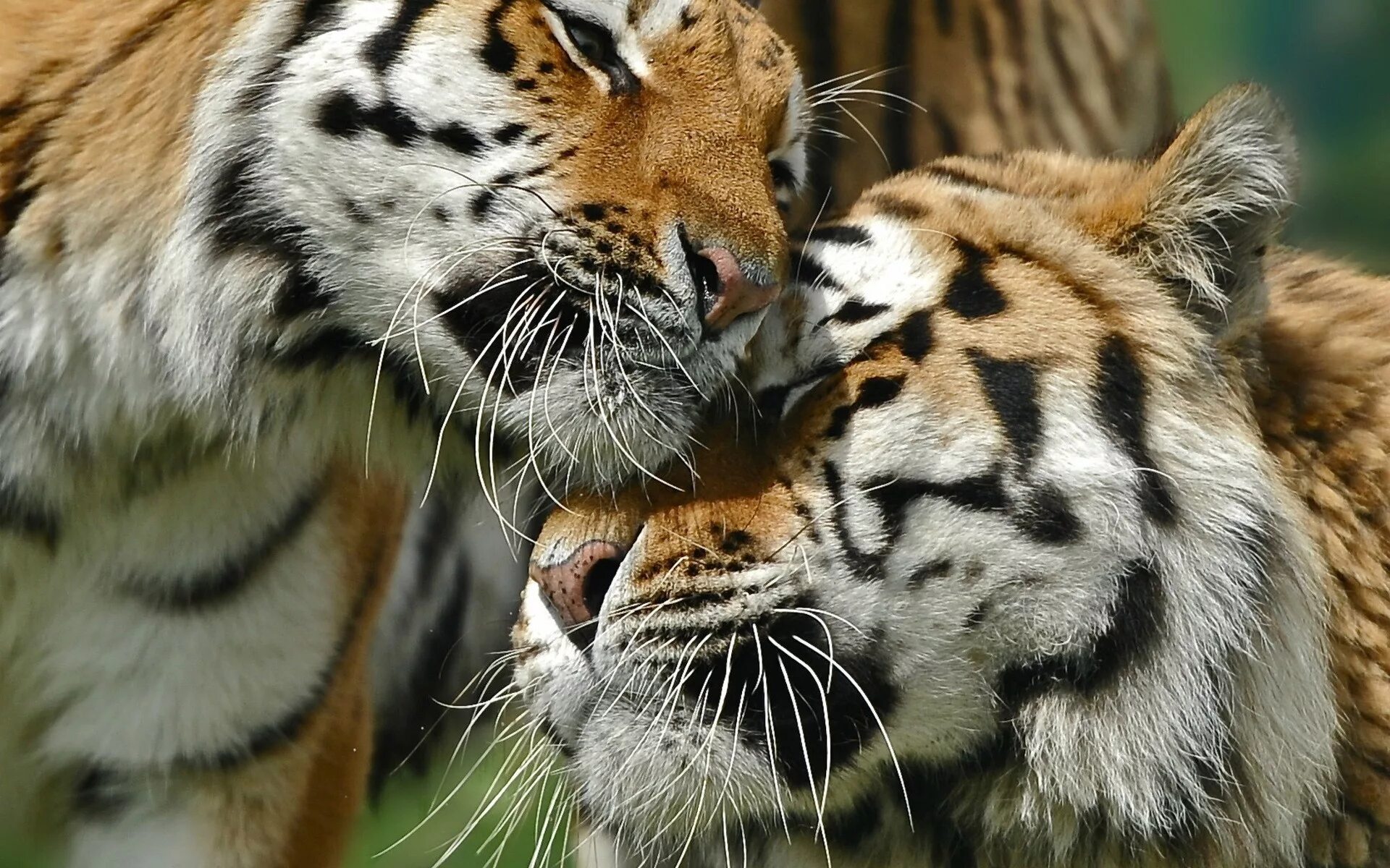 2 красивых животных