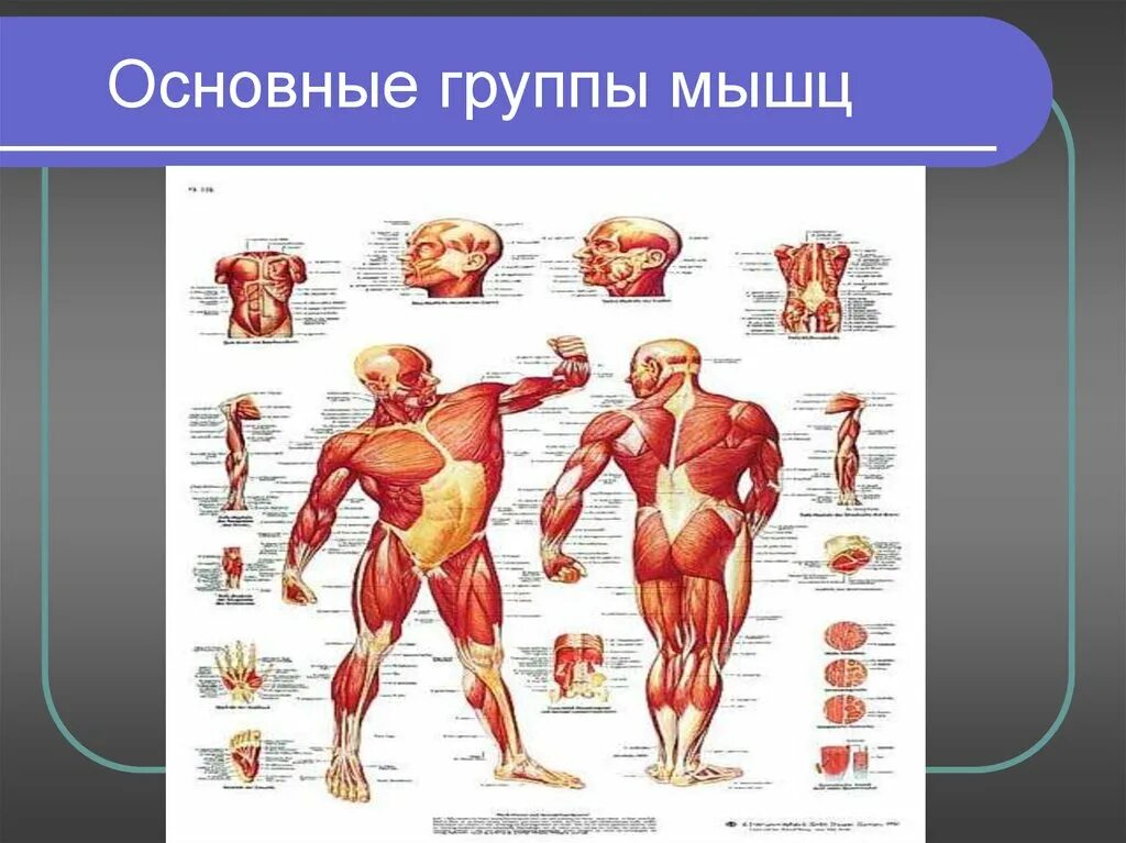 Основные мышцы для развития. Группы мышц. Груапапы мышц человека. Основные мышцы. Мышцы и группы мышц человека.
