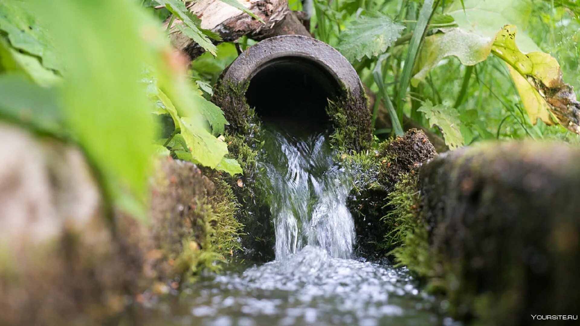 Растительный источник воды