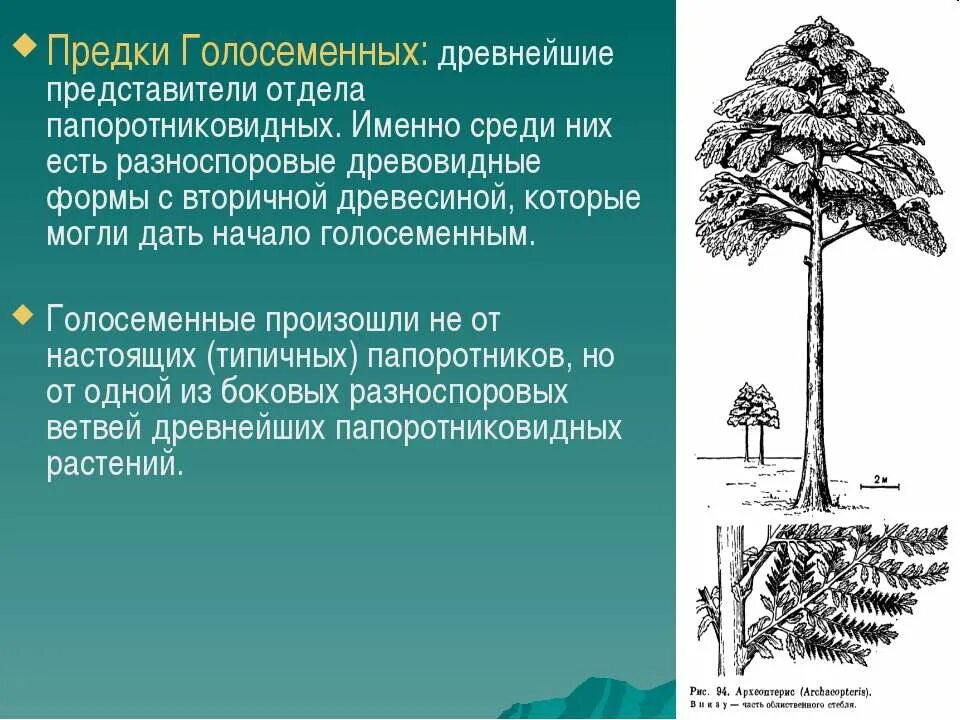 голосеменные саговник, гинкго. начало вымирания голосеменных растений. эволюция голосеменных растений. от кого произошли голосеменные растения. вымершие голосеменные растения.
