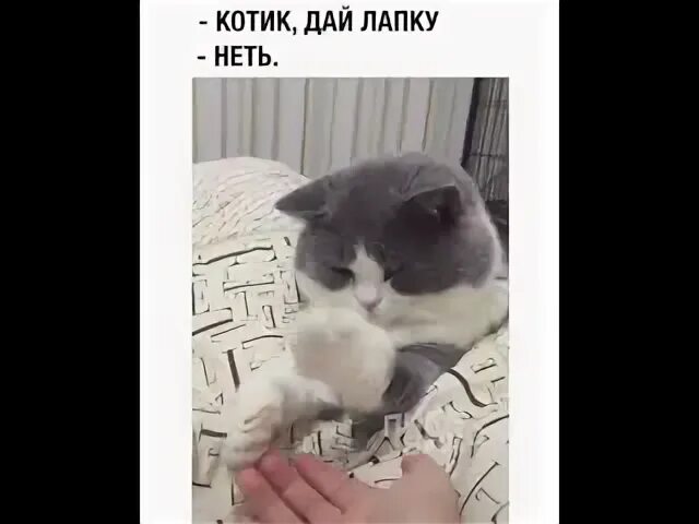 Кот не дается