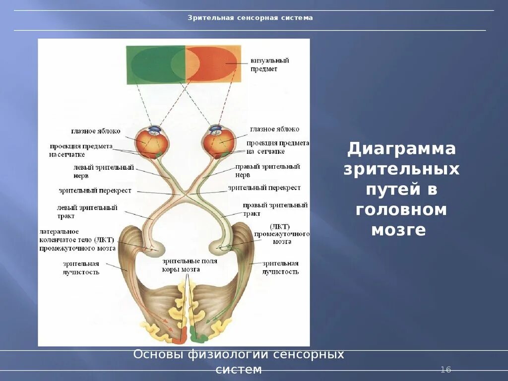 Сенсорная система человека зрительный анализатор. Схема строения зрительной системы. Строение зрительной сенсорной системы схема. Физиология сенсорных систем Зрительная сенсорная система.