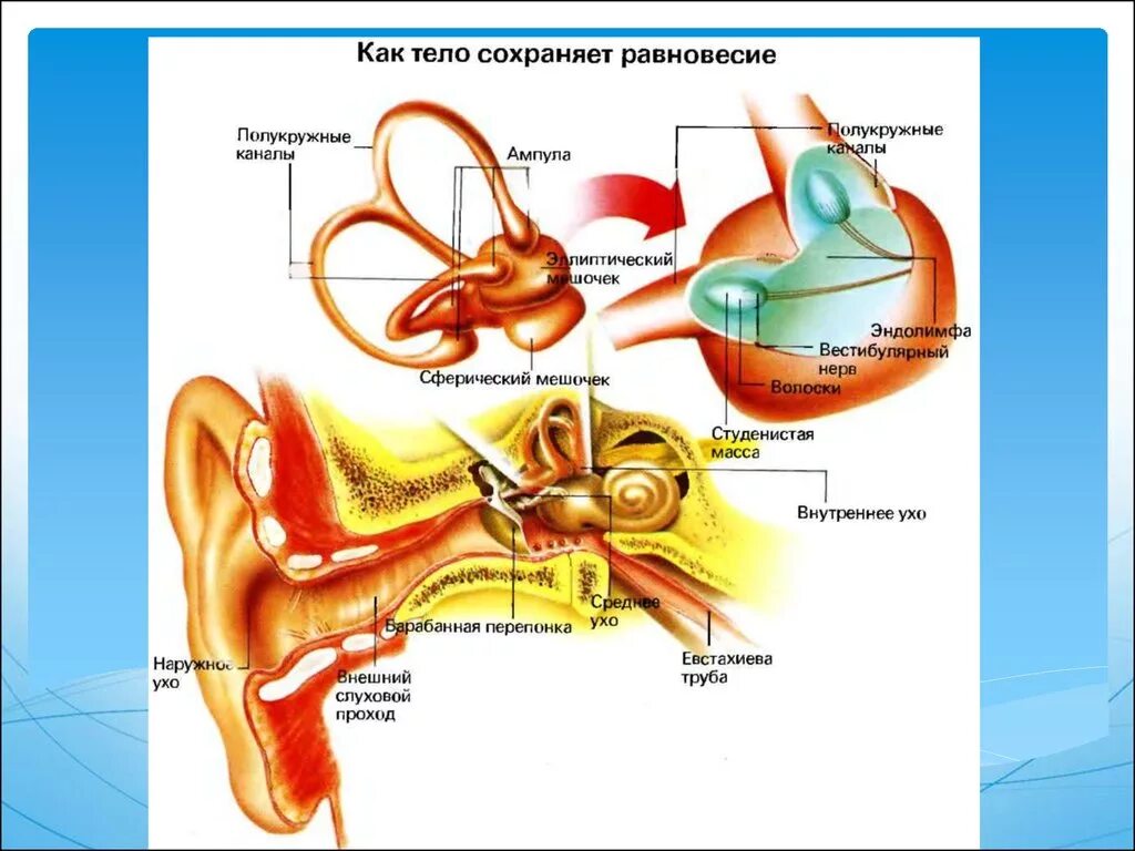 Мешочки и полукружные каналы вестибулярного аппарата. Вестибулярный аппарат внутреннего уха строение. Вестибулярный аппарат внутреннего уха. Структуры уха и вестибулярного аппарата. Строение слухового анализатора анатомия.