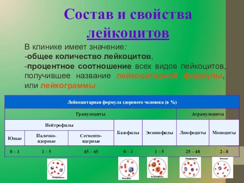 Лейкоциты группа крови. Состав лейкоцитов. Состав лейкоцитов в крови. Состав и свойства лейкоцитов. Изменения общего количества лейкоцитов.