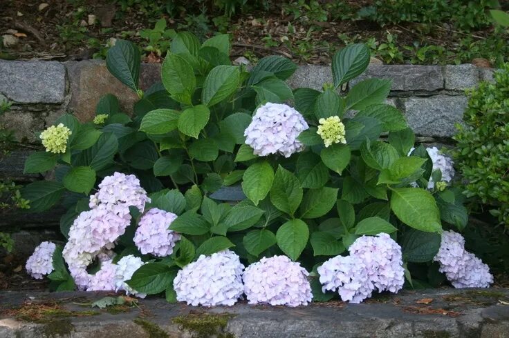 Мини Пенни (Hydrangea macrophylla Mini Penny) - Сад удачи, интернет-магазин садо