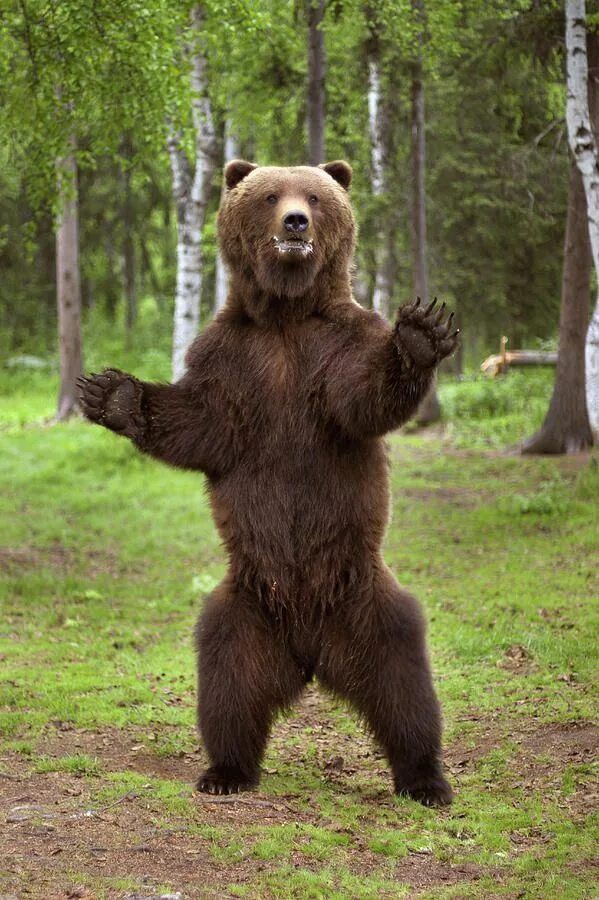 Grizzly Bear - Oso Grizzly Brown bear, Bear, Bear stuffed animal