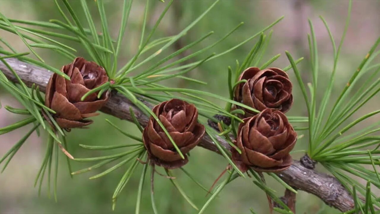 Микростробилы лиственницы сибирской. Лиственница европейская larix decidua. Лиственница сибирская (larix sibirica ledeb. Лиственница сибирская larix sibirica. Лиственница сибирская larix sibirica шишки.