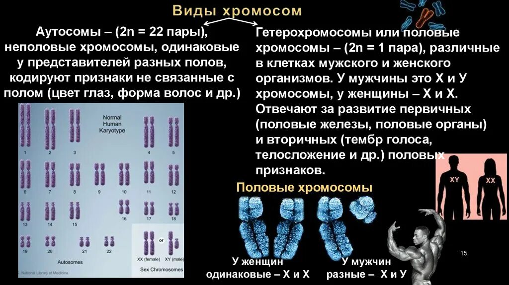 Кто имеет одинаковый набор генов. Хромосомы человека. Виды хромосом. Хромосомы и их типы. Типы половых хромосом.