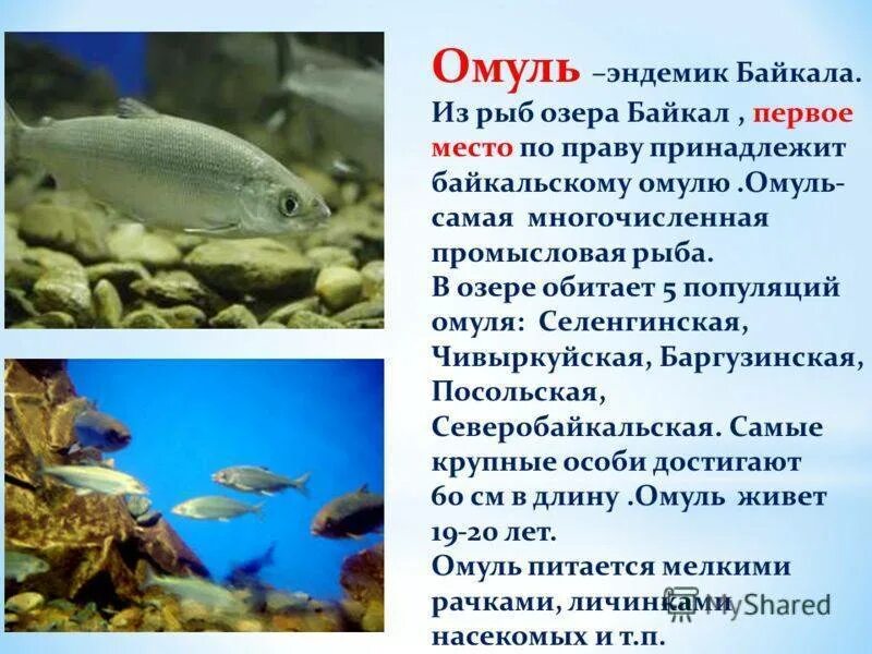 Байкальский омуль описание. Байкальский омуль эндемик. обитатели эндемики озера байкал. эндемики байкала омуль. рыбы эндемики байкала.