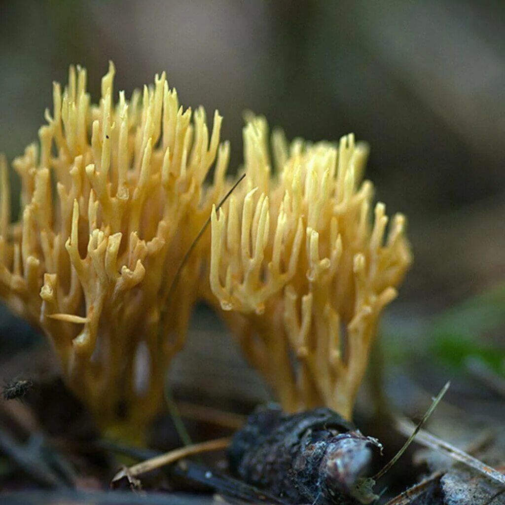 Рамария золотистая - Ramaria Aurea. Оленьи рожки Ramaria Flava. Коралловый Рогатик гриб. Гриб Рогатик Рамария. Рогов грибы