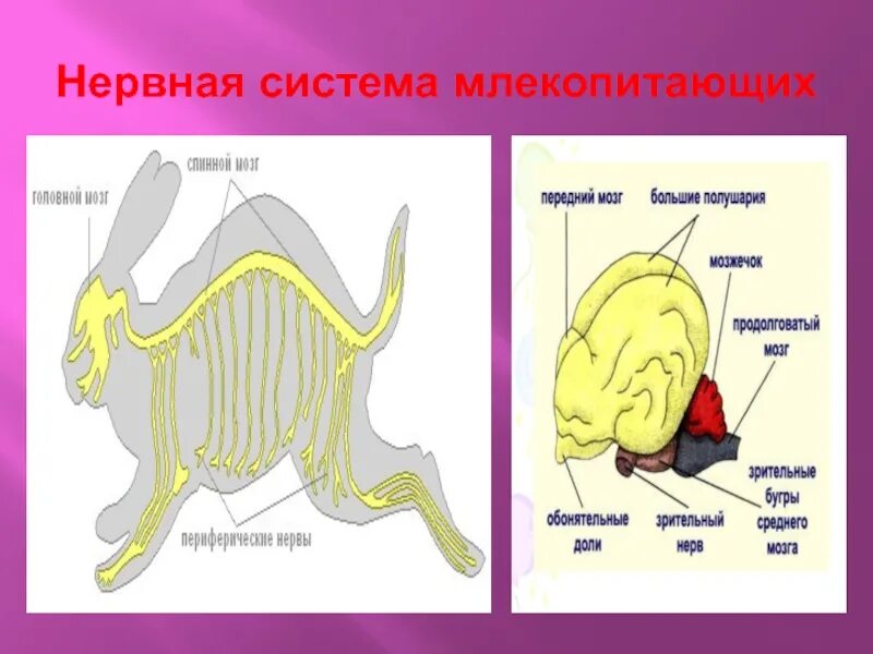 Нервная система млекопитающих 8 класс. Схема строения нервной системы млекопитающих. Нервная система млекопитающих. Ненрвная системмамлекопитающих. Нервная система млекоп.