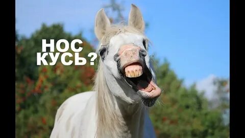 Смешные картинки ржет