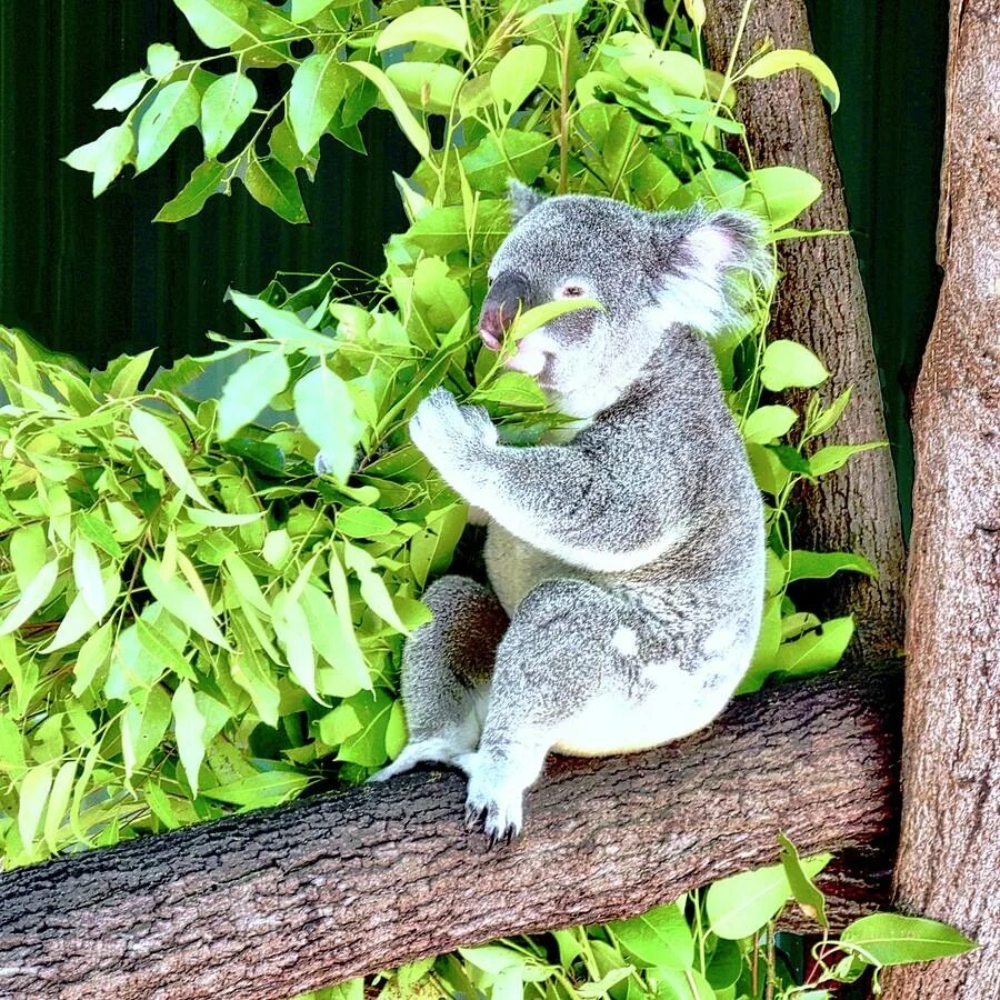 Любящая коала. Коала эвкалиптовый мишка. Коала жует эвкалипт. Животное которое любит эвкалипт. Кто ест эвкалипт.