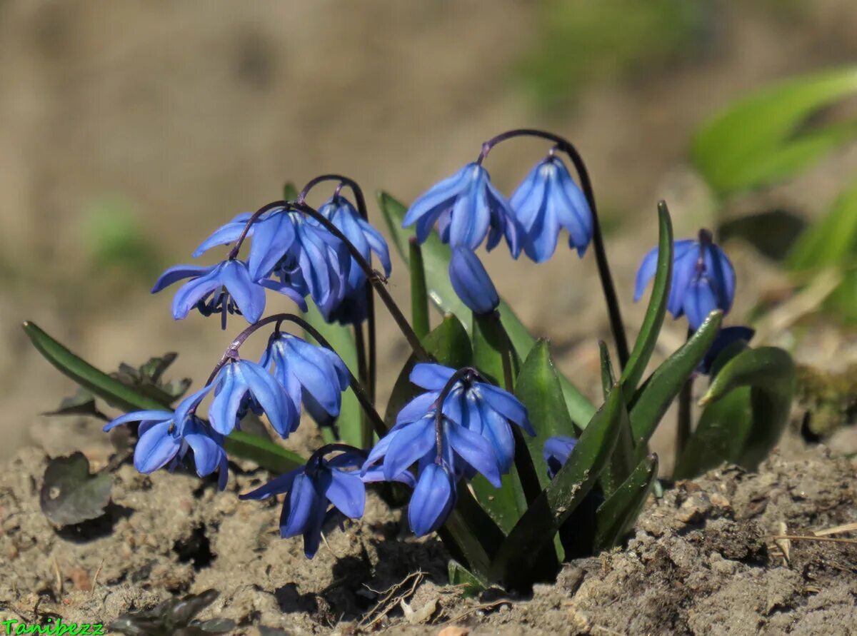 Пролеска сибирская. Пролеска Сибирская (Сцилла). Пролеска Сибирская Scilla Siberica. Пролеска Сибирская Альба. Пролеска пролеска Сибирская.