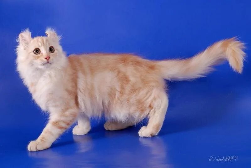 20 Fun Facts You Didn't Know About American Curl Cats Cat breeds, American curl,