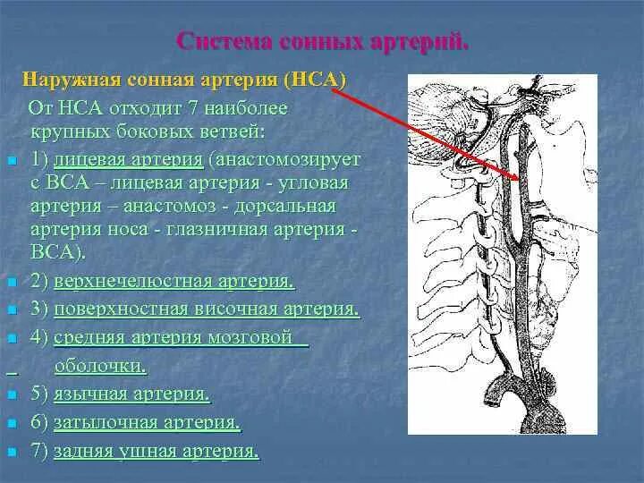 ВСА артерия сегменты. Внутренняя Сонная артерия анатомия ветви. Внутренняя Сонная артерия топография ветви и области кровоснабжения. Анастомозы наружной сонной артерии. Статья артерия жизни по дну чего