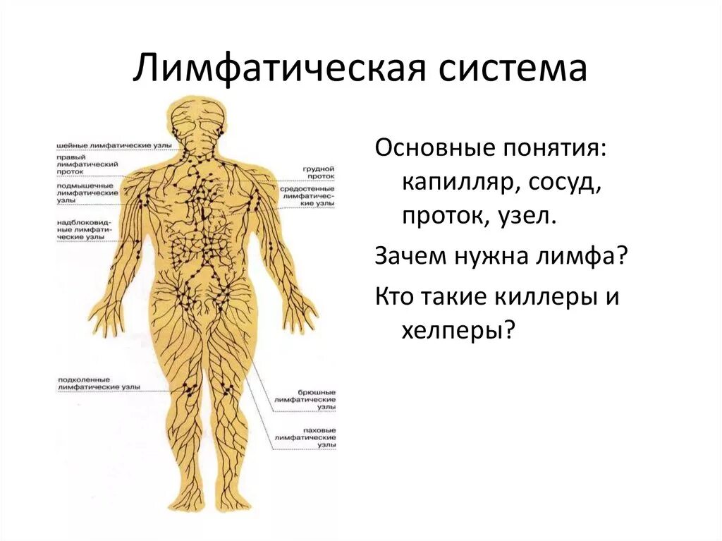 Лимфатическая система человека схема. Структура лимфатической системы схема. Лимфатическая система человека схема движения лимфы анатомия. Общее строение лимфатической системы. Рисунок лимфатической системы