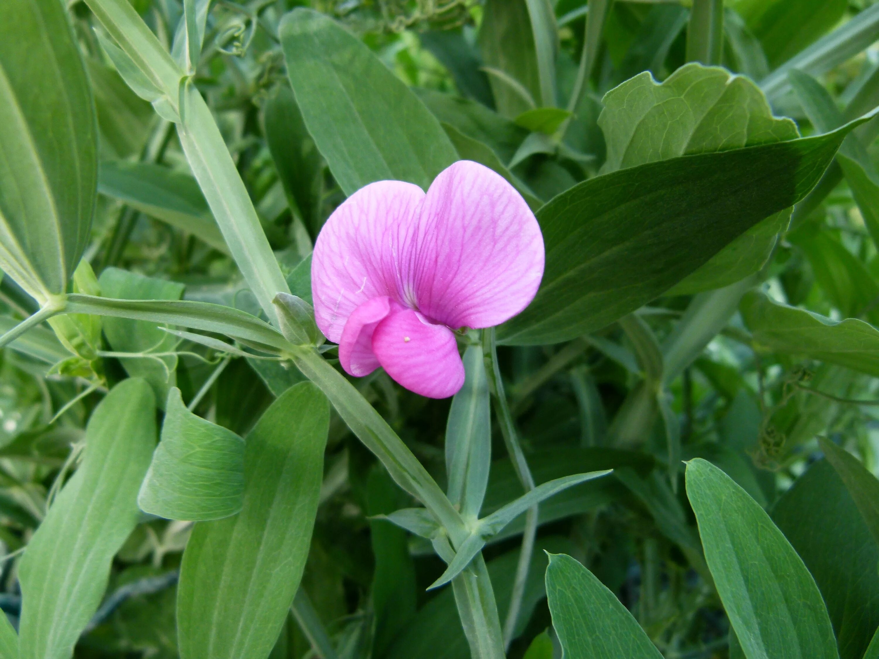 Чина многолетняя. Lathyrus odoratus. Латирус (душистый горошек). Lathyrus sativus листья. Душистый горошек листья.