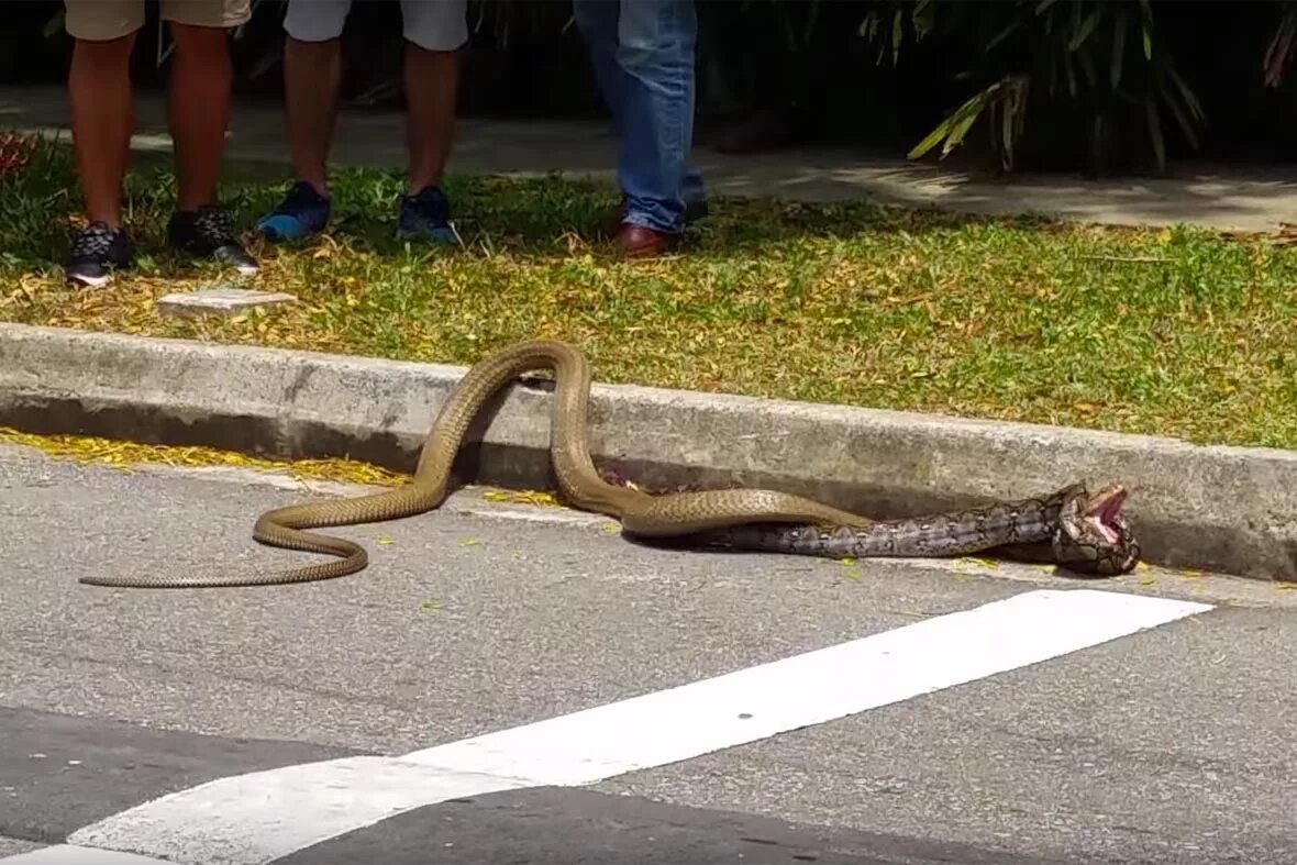 Snakes are longer. Анаконда и Королевская Кобра. Королевская Кобра и питон. Королевская Кобра против питона. Королевская Кобра против удава.