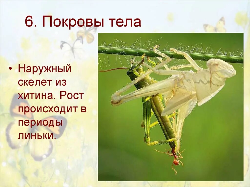 Внутренний скелет состоит из хитина. Внешний скелет из хитина. наружный скелет из хитина. хитиновый скелет. наружный скелет из хитина имеют.