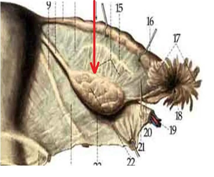 Трубный конец яичника анатомия. Брыжеечный край яичника анатомия. Анатомия яичника внешние. Брыжейка яичника анатомия. Женские половые органы яичник