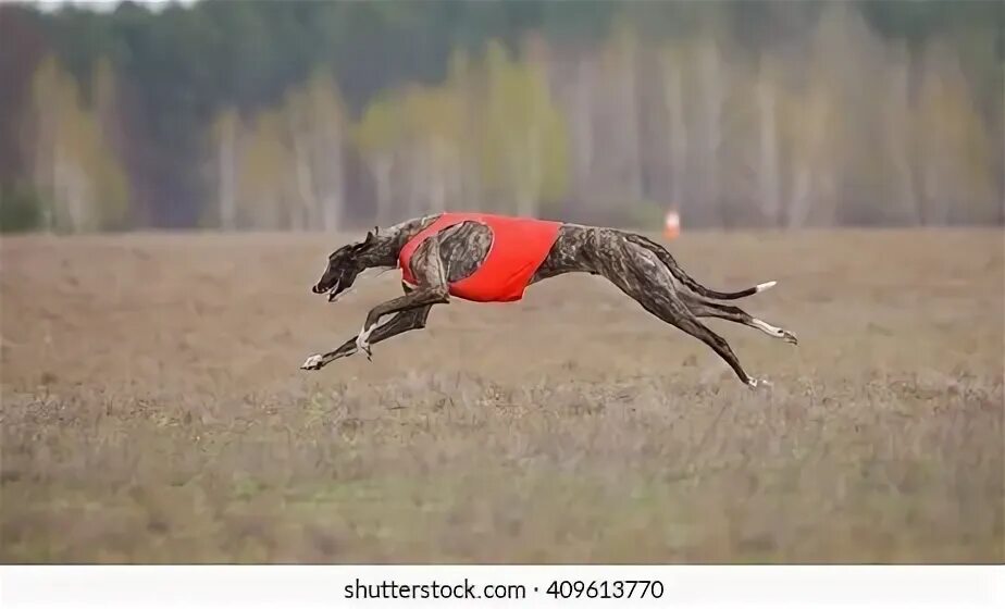 Грейхаунд максимальная скорость. Русская борзая в беге. Русская борзая скорость бега. Русская борзая собака скорость бега. Валера бежит за щенком со скоростью