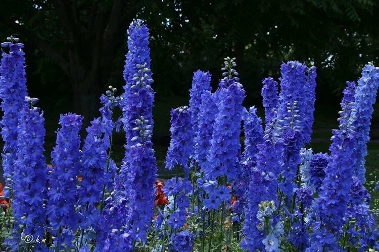 Amazon.com: Blue Delphinium