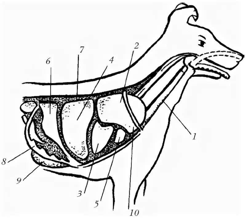 Система органов дыхания собаки. Дыхательная система собаки анатомия. Топография органов дыхания собак. Органы дыхания собаки анатомия.