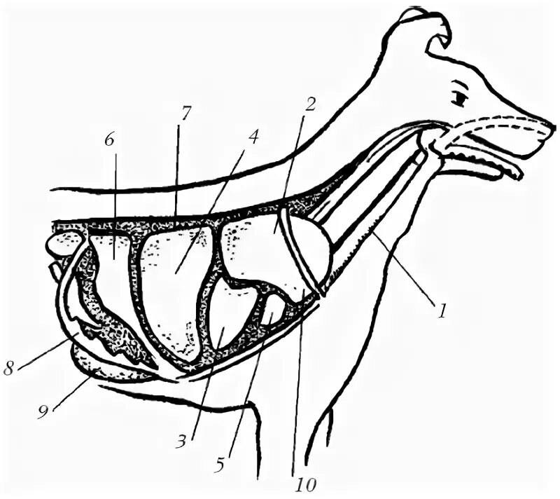 Пищевод собаки