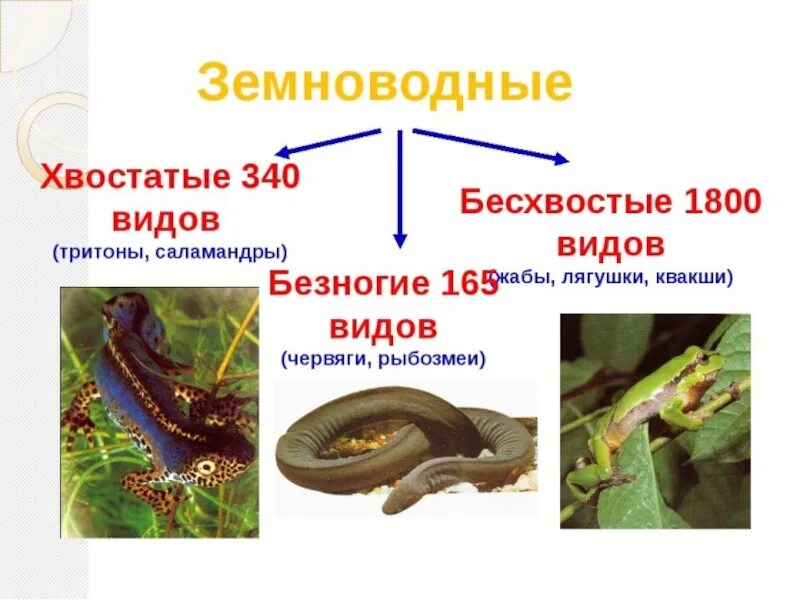 Подтипы земноводных. Безногие и хвостатые земноводные. Земноводные животные названия 3 класс. Отряд безногие хвостатые бесхвостые земноводные. Земноводные. Тритоны, Саламандры, червяги.