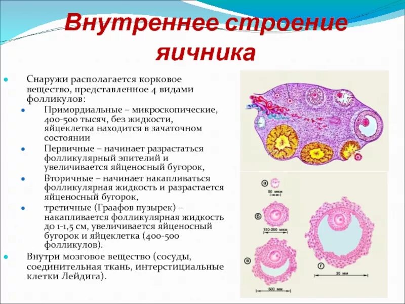 Эпителий фолликулов яичника. Микроскопическое строение яичника. Строение фолликула яичника. Фолликулярная структура яичников. Три фолликула